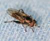 Chalcosyrphus nemorum
